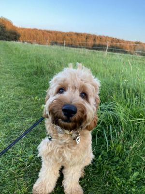 Folivers Hund Bølle